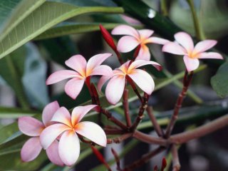 Frangipani Flowers.jpg, 35 KB