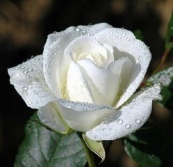 688924881.jpg, 31 KB